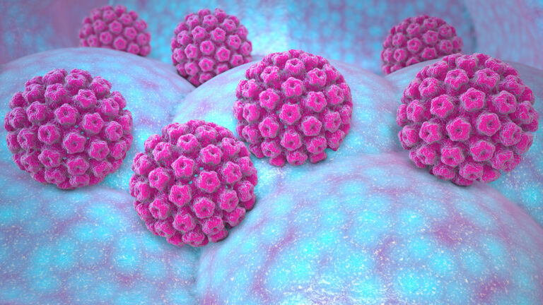 Image : Papillomavirus