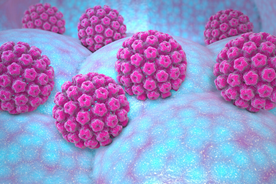 Image : Papillomavirus
